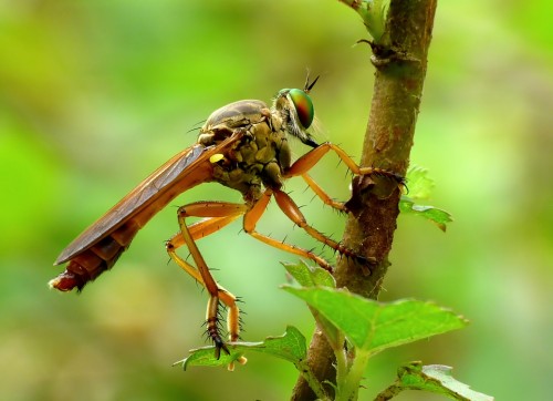 Asilidae_by_kadavoor